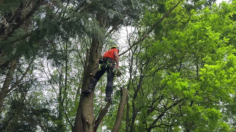 Best Tree Risk Assessment  in La Habra, CA